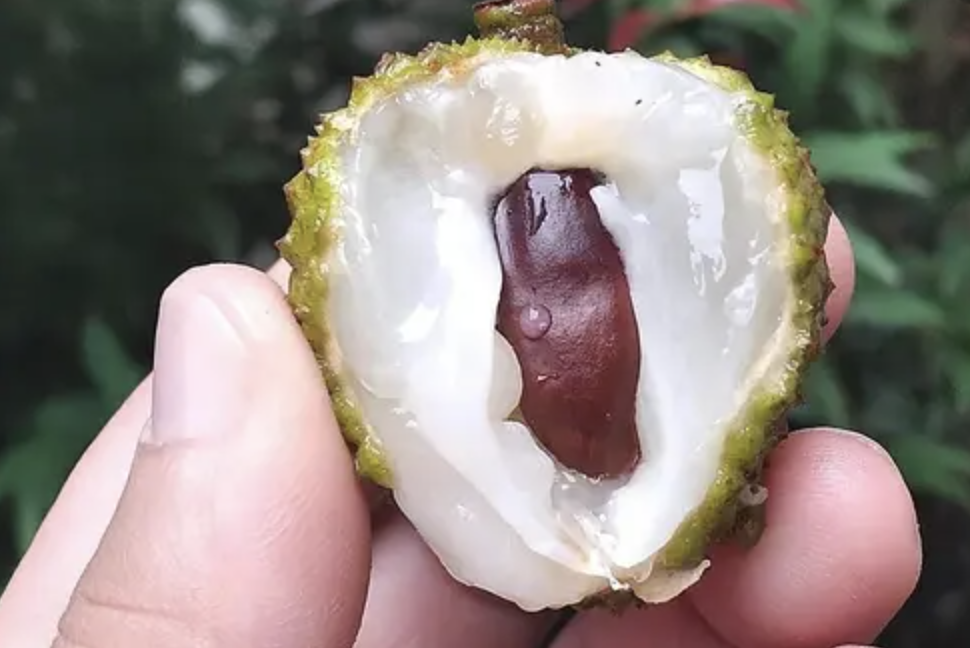 Vadgesztenye-kivonat